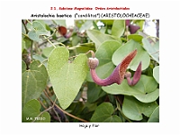 AtllasFlora 2 03 Aristolochia baetica 2