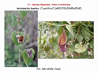 AtllasFlora 2 04 Aristolochia baetica 3