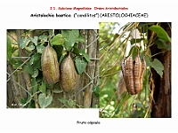 AtllasFlora 2 05 Aristolochia baetica 4
