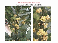 AtllasFlora 2 10 Laurus nobilis 1