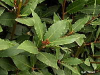 Inicio Flora 2 Laurus nobilis-Hojas MMTRIGO copia