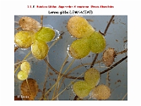 AtlasFlora 1 004-1 Lemna gibba