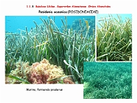 AtlasFlora 1 005 Posidonia oceanica