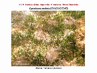 AtlasFlora 1 006-Cymodocea nodosa
