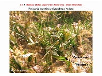 AtlasFlora 1 007 Posidonia oceanica y Cymodocea nodosa
