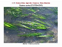 AtlasFlora 1 008 Zostera marina