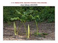 AtlasFlora 1 013-1 Arum italicum
