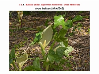 AtlasFlora 1 013 Arum italicum