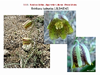 AtlasFlora 1 017 Fritillaria lusitanica