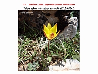 AtlasFlora 1 018 Tulipa sylvestris australis