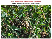 AtlasFlora 1 020-1 Smilax aspera