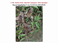 AtlasFlora 1 022 Ruscus hypophyllum