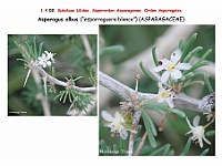 AtlasFlora 1 025 Asparagus albus 2