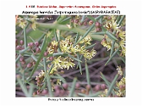 AtlasFlora 1 027-1 Asparagus horridus