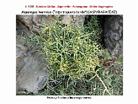 AtlasFlora 1 027 Asparagus horridus