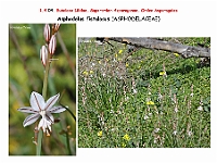 AtlasFlora 1 031 Asphodelus fistulosus