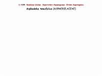AtlasFlora 1 032 Asphodelus tenuifolius