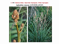 AtlasFlora 1 034 Asphodelus ramosus