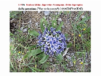 AtlasFlora 1 036-1 Scilla peruviana