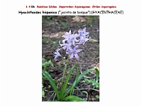 AtlasFlora 1 038 Hyacinthoides hispanica