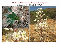 AtlasFlora 1 039 Urginea maritima