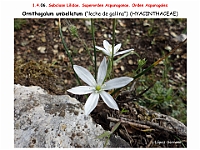 AtlasFlora 1 040-1 Ornithogalum umbellatum