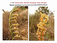 AtlasFlora 1 043 Dipcadi serotinum