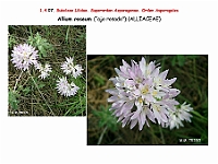 AtlasFlora 1 047 Allium roseum