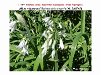 AtlasFlora 1 048 Allium triquetum