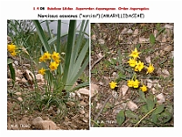 AtlasFlora 1 049 Narcissus assoanus