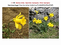 AtlasFlora 1 050 Narcissus bugei