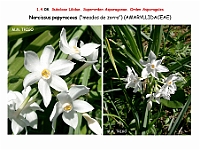 AtlasFlora 1 051 Narcissu papyraceus