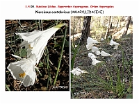 AtlasFlora 1 052 Narcissus cantabricus