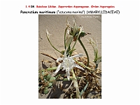 AtlasFlora 1 054 Pancratium maritimum 2