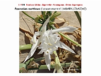 AtlasFlora 1 055Pancratium maritimum 3