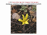 AtlasFlora 1 058-2 Sternbergia colchicifolia