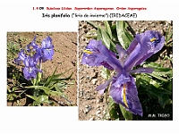 AtlasFlora 1 059 Iris planifolia