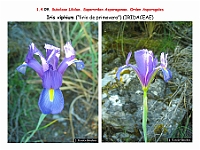 AtlasFlora 1 061 Iris xiphium