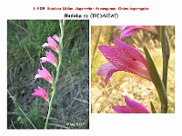 AtlasFlora 1 065 Gladiolus sp