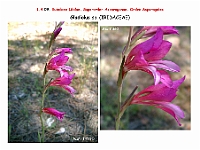AtlasFlora 1 066 Gladiolus sp 2