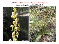 AtlasFlora 1 070 Aceras anthropophorum