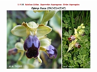 AtlasFlora 1 072 Ophrys fusca