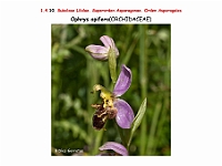 AtlasFlora 1 074-1 Ophrys apifera