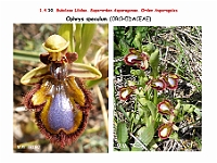 AtlasFlora 1 074 Ophrys speculum