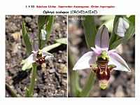AtlasFlora 1 075-1 Ophrys scolopax