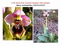 AtlasFlora 1 075 Ophrys tenthredinifera