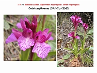 AtlasFlora 1 076 Orchis papilonaceae