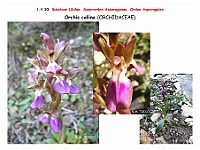 AtlasFlora 1 077 Orchis collina