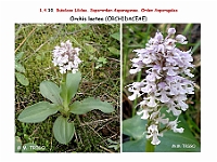 AtlasFlora 1 080 Orchis lactea