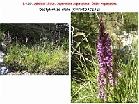 AtlasFlora 1 081 Dactylorhiza elata